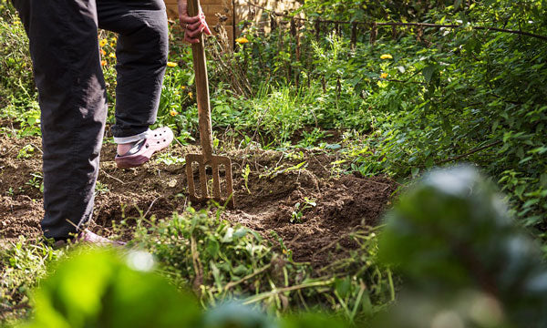 A farmer is caring for the soil by turning it with a pitch fork.