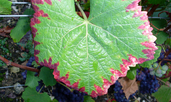 A grape leaf shows signs of phosphorus deficiency as the foliage changes from a vibrant green to purplish-red.