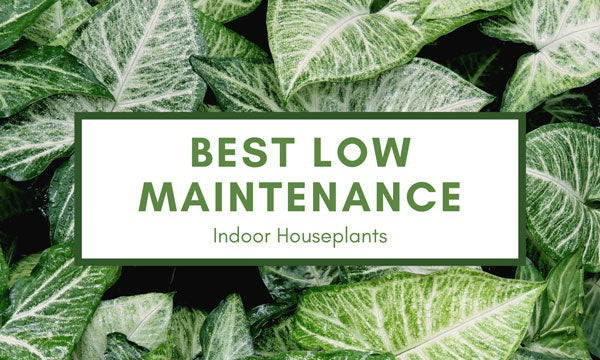 Best low maintenance indoor houseplants