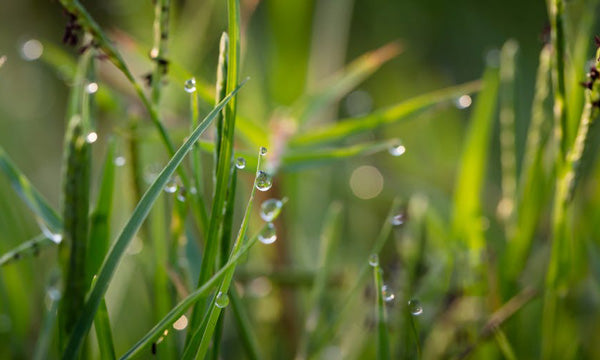 Water droplets on blades of grass in this blog about hot summer watering tips on the IRON EARTH™ Gardening Tips Blog.