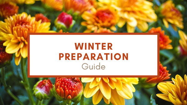 Winter variety flowers. This blog posts shares tips on how to prepare a garden for winter.