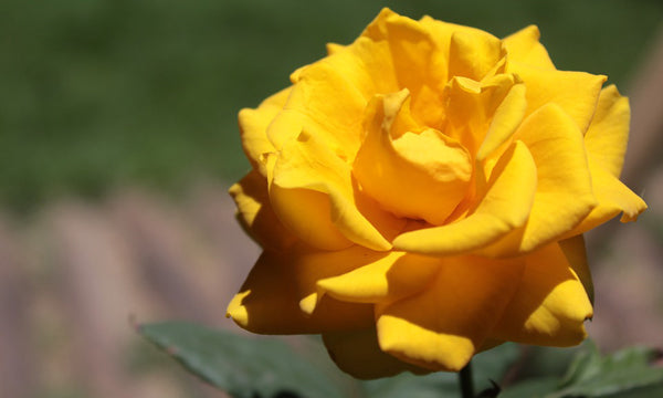 Plants, like this yellow rose, acquire nitrogen through a process called nitrogen fixation. 