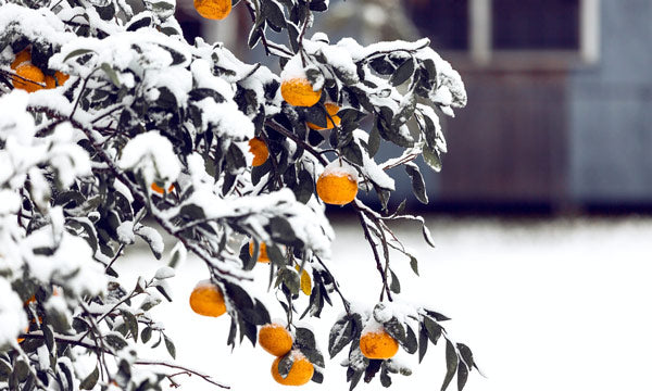 Picture of snow on an orange tree. Used as a header image for this article about Hardiness Zones on the IRON EARTH™ Gardening Tips Blog.