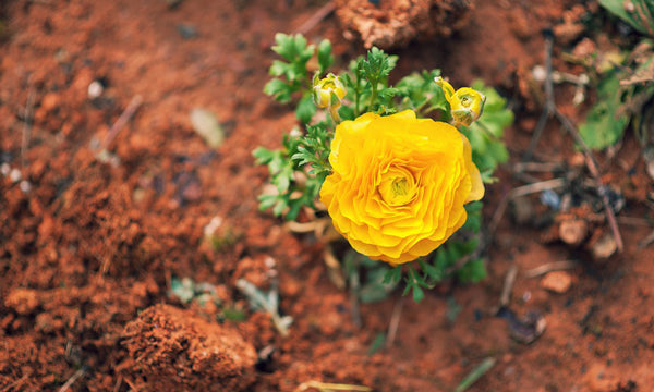 Picture of a yellow flower growing in a dry soil for a blog about Humus on the IRON EARTH™ Gardening Tips Blog.