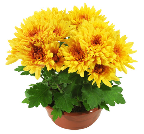 A picture of a vibrant yellow flower grown in IRON EARTH™